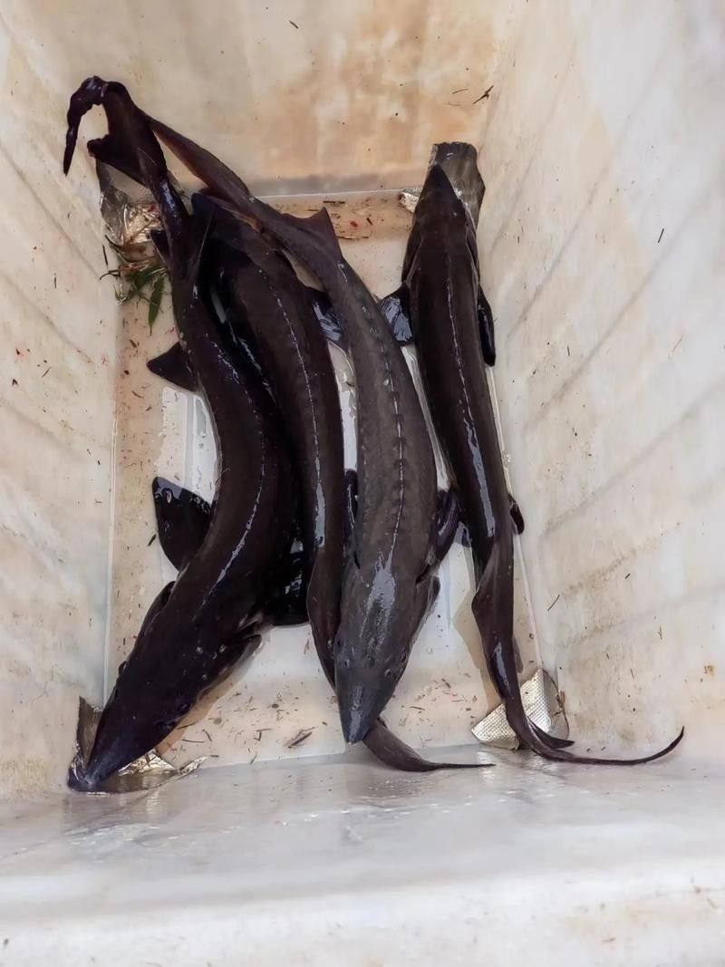 鱘龍魚圖片百度圖片