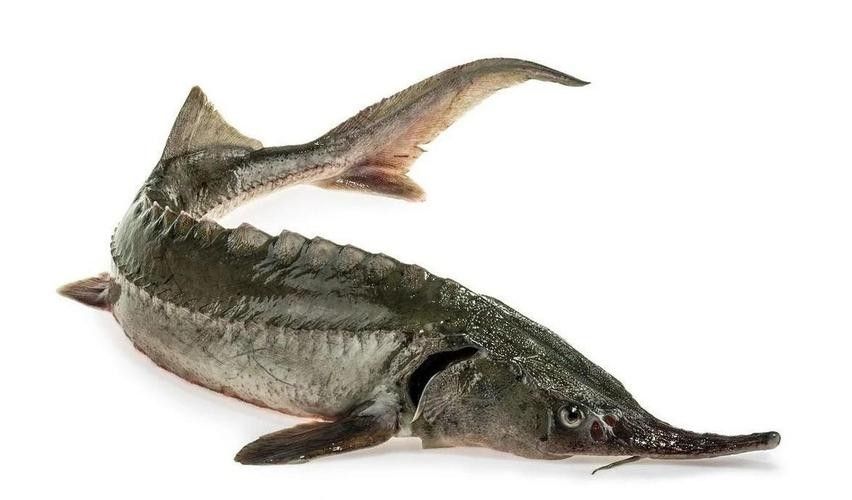 鱘龍魚圖片百度圖片