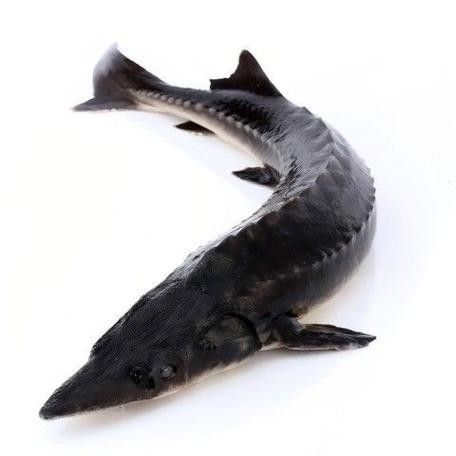 鱘龍魚圖片百度圖片