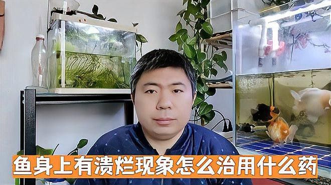 金龍魚魚鱗潰爛怎么辦