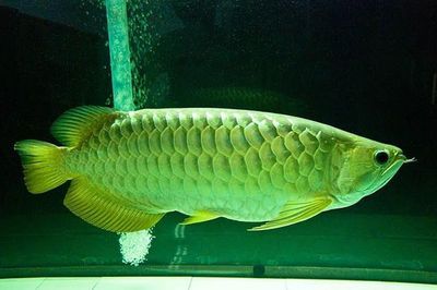金龍魚高背是什么意思高背金龍魚高背是什么意思：金龍魚高背是什么意思呢？