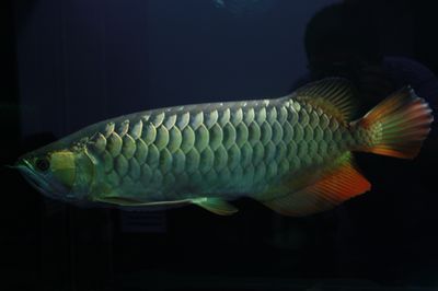 金龍魚高背是什么意思高背金龍魚高背是什么意思：金龍魚高背是什么意思呢？