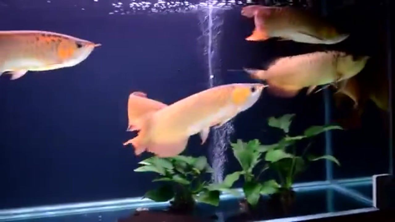 金龍魚打架怎么辦：龍魚打架怎么辦