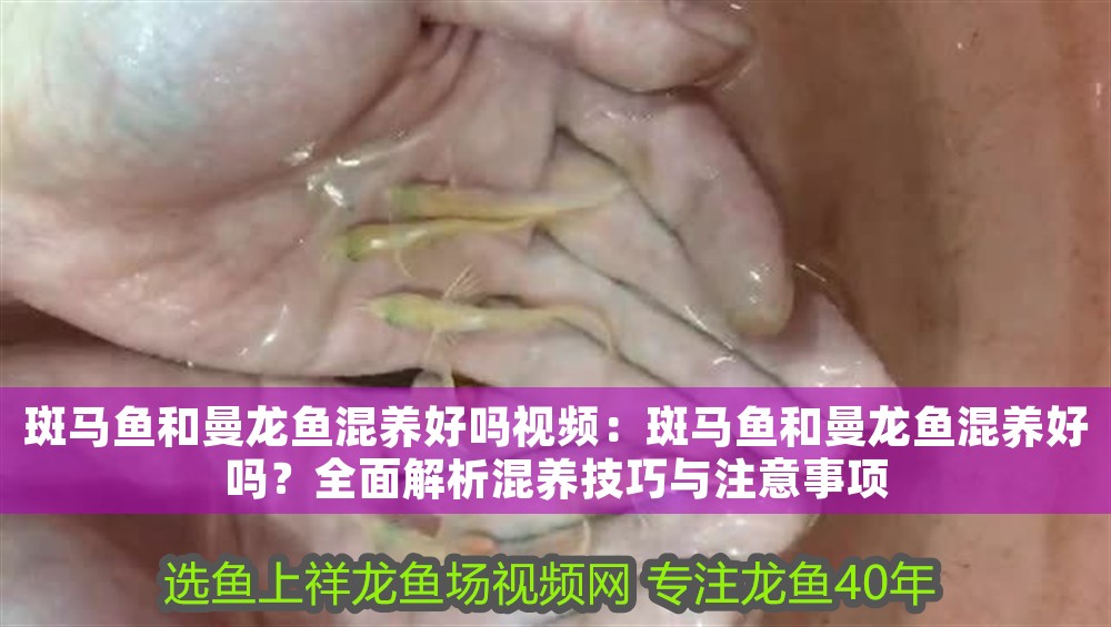 斑馬魚和曼龍魚混養好嗎視頻：斑馬魚和曼龍魚混養好嗎？全面解析混養技巧與注意事項