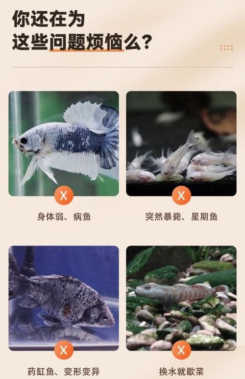 孔雀魚返祖長大什么樣