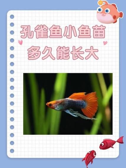 孔雀魚返祖長大什么樣