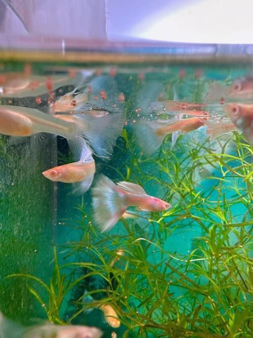 孔雀魚返祖長大什么樣