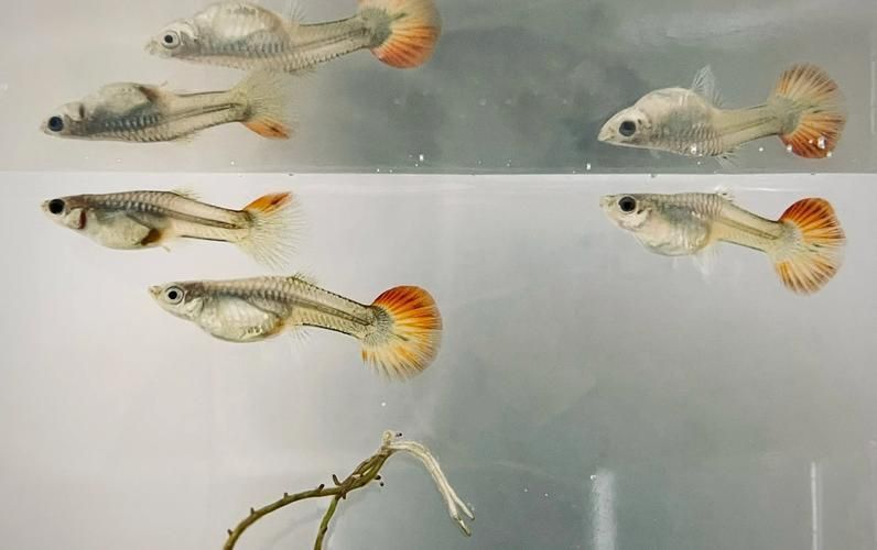 孔雀魚返祖長大什么樣