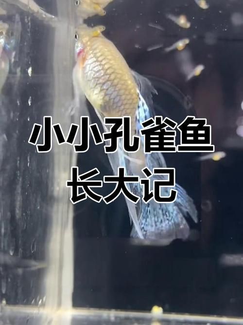 孔雀魚返祖長大什么樣