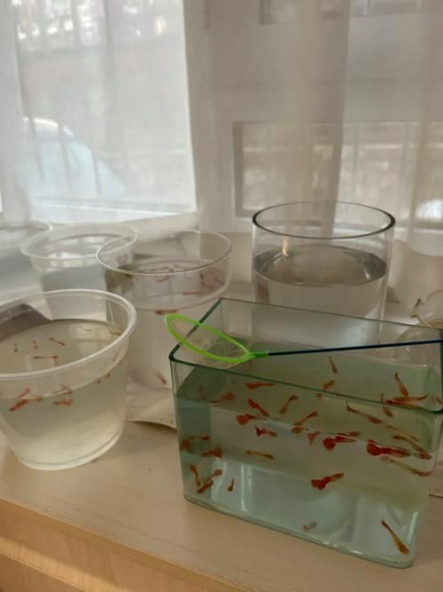 孔雀魚返祖長大什么樣