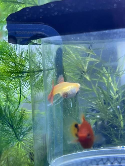 孔雀魚返祖長大什么樣