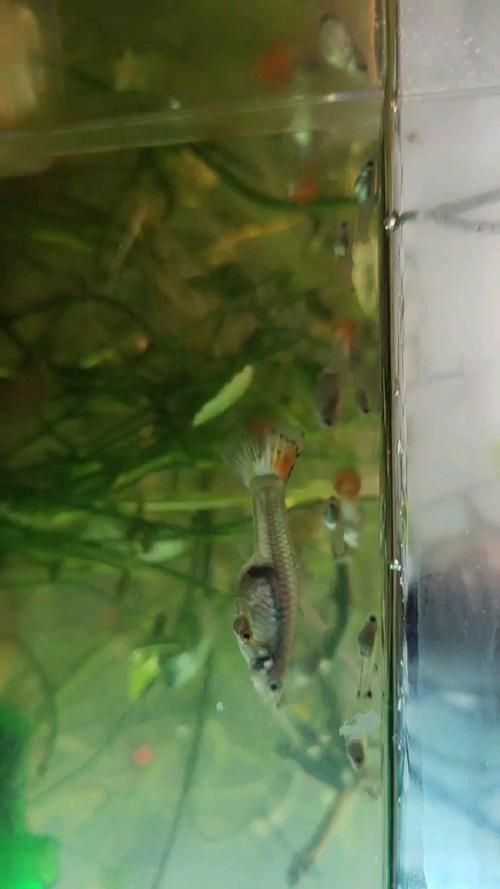 孔雀魚返祖長大什么樣