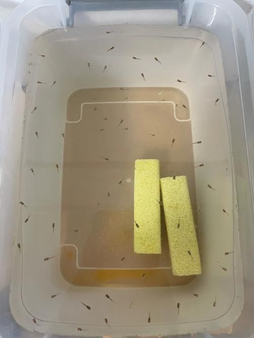 孔雀魚返祖長大什么樣
