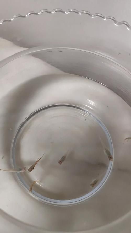 孔雀魚返祖長大什么樣