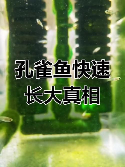 孔雀魚返祖長大什么樣