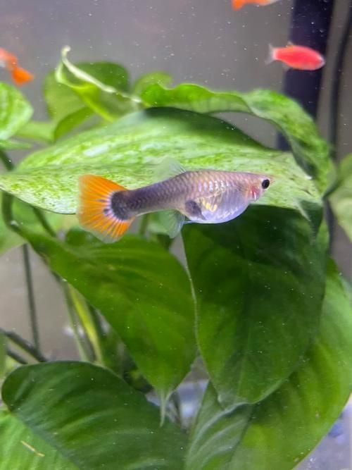 孔雀魚返祖長大什么樣