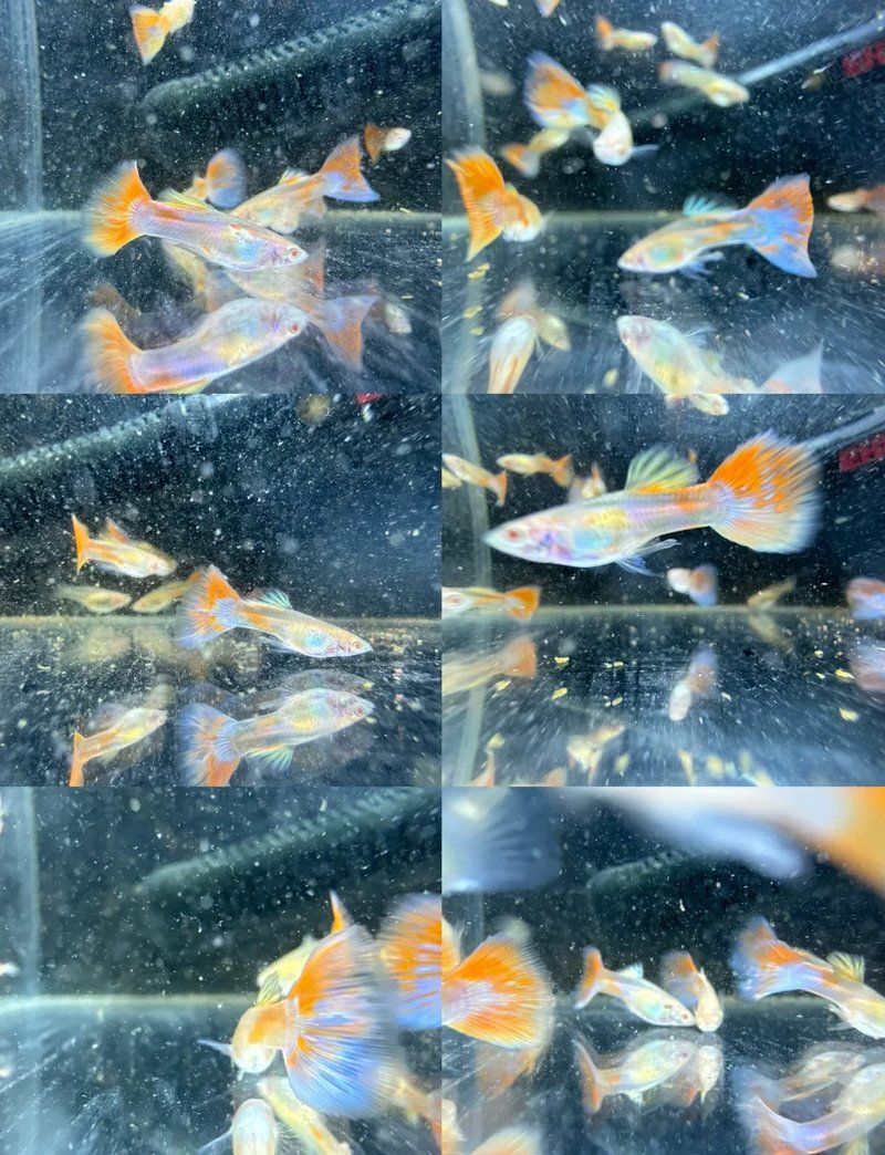 孔雀魚返祖長大什么樣