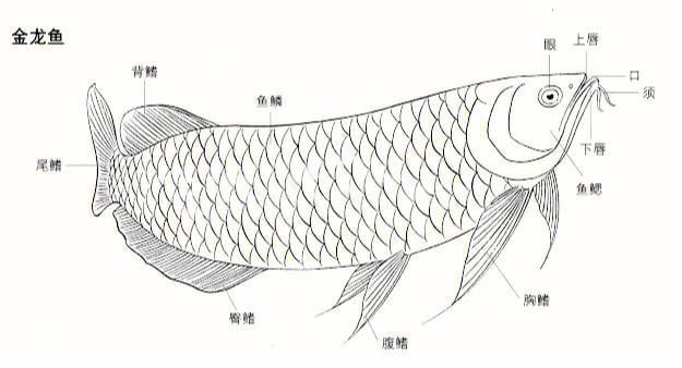 金龍魚魚鱗畫法圖片