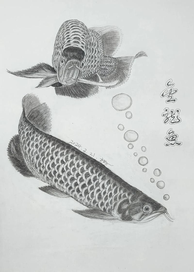 金龍魚魚鱗畫法圖片