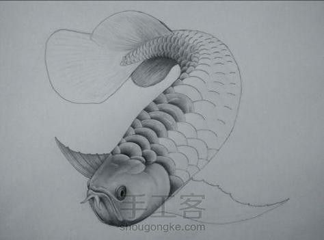 金龍魚魚鱗畫法圖片