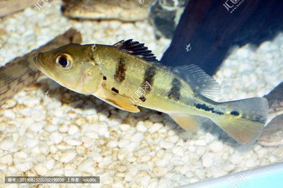巴西亞魚和帝王三間混養龍魚哪個好一點：巴西亞魚和帝王三間混養的區別