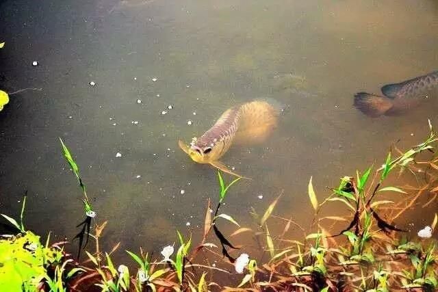 野生龍魚生活環境怎么樣：野生龍魚生活環境和習性