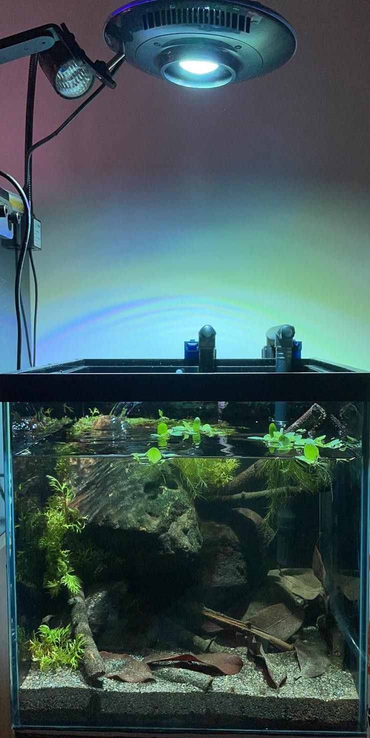 雷龍魚可以和虎斑恐龍混養嗎圖片欣賞一下