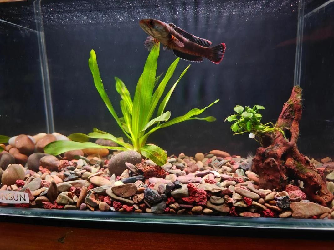雷龍魚可以和虎斑恐龍混養嗎圖片欣賞一下