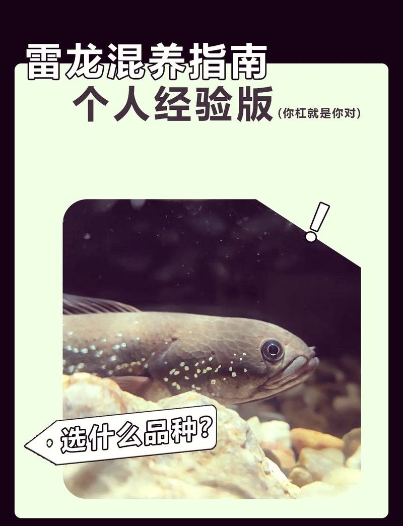 雷龍魚可以和虎斑恐龍混養嗎圖片欣賞一下