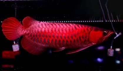 血紅龍是淡水魚嗎為什么：血紅龍是淡水觀賞魚嗎 血紅龍是淡水魚嗎為什么：血紅龍是淡水觀賞魚嗎 龍魚百科 第1張