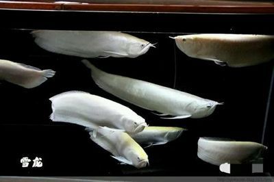 龍魚交易吧：關于龍魚交易的一些建議