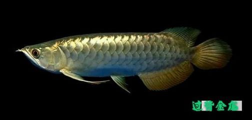 龍魚交易吧：關于龍魚交易的一些建議