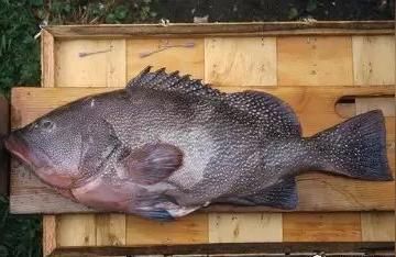 龍躉魚批發商:龍躉魚和鮭魚的區別