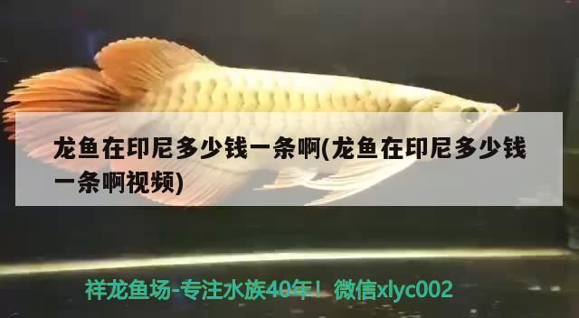 龍魚在印尼多少錢：印尼龍魚價格因品種、大小、品相、產地、是否進口等因素而異