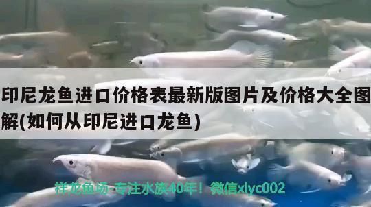 龍魚在印尼多少錢：印尼龍魚價格因品種、大小、品相、產地、是否進口等因素而異