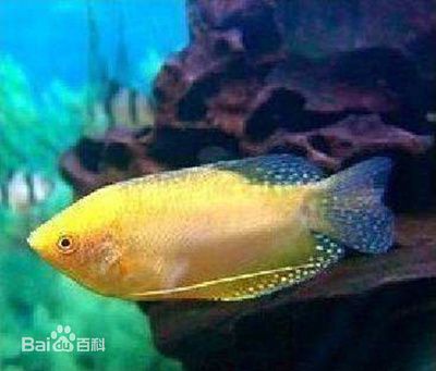 不想養(yǎng)龍魚了（如果您突然不想養(yǎng)龍魚，可以考慮以下幾個(gè)選項(xiàng)：）