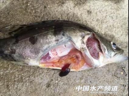 如何處理活餌以避免細菌感染？