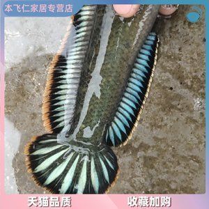 金龍魚上市首日漲幅：金龍魚上市首日漲幅信息無法提供金龍魚上市首日漲幅信息