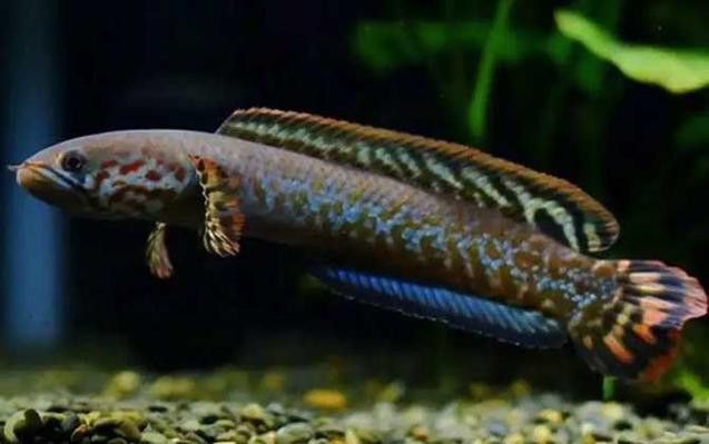 七彩雷龍魚飼養方法圖解