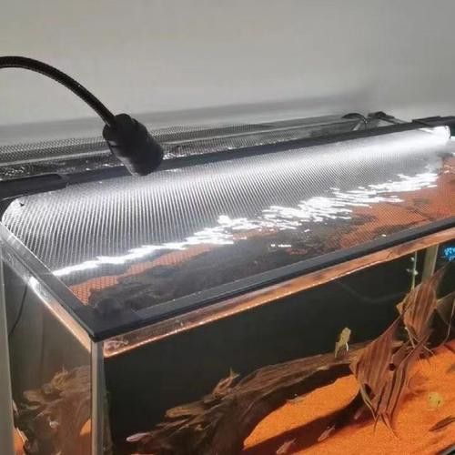 七彩雷龍魚飼養方法圖解