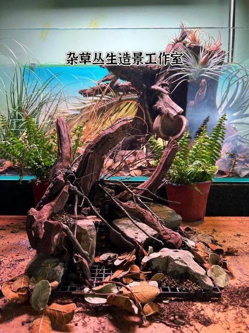 七彩雷龍魚飼養方法圖解