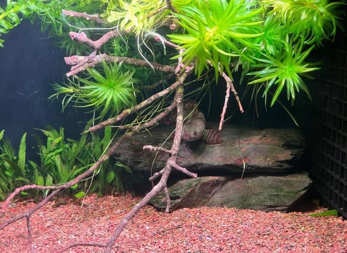 七彩雷龍魚飼養方法圖解