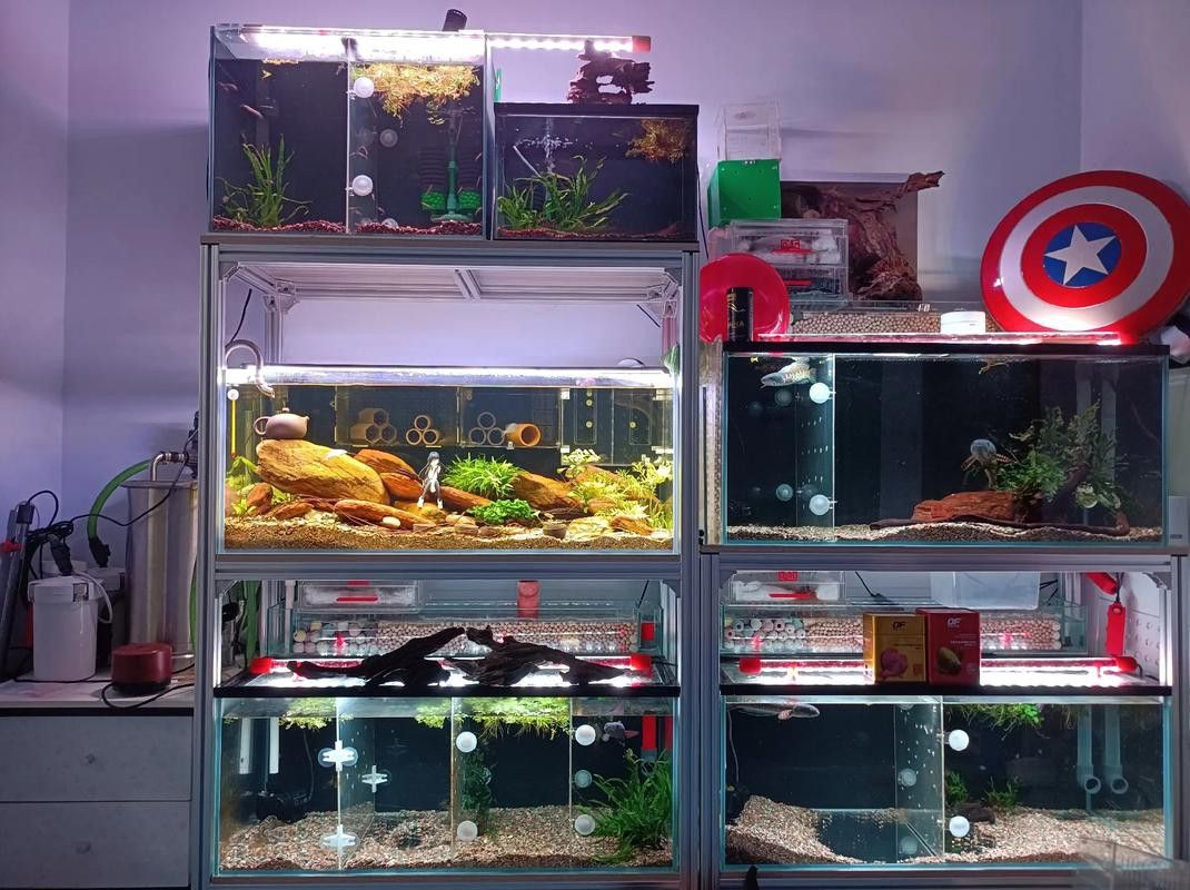 七彩雷龍魚飼養方法圖解