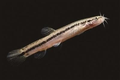 泥鰍怎么喂龍魚飼料：喂食泥鰍之前，有一些處理步驟是必不可少的