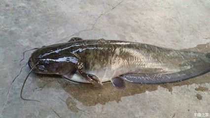 泥鰍怎么喂龍魚飼料：喂食泥鰍之前，有一些處理步驟是必不可少的