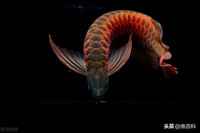 龍魚能活多少歲