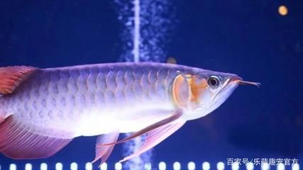 龍魚能活多少歲