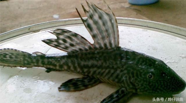 清道夫對龍魚有傷害嗎（清道夫魚對龍魚有什么傷害？）