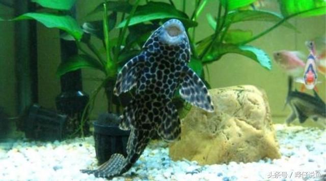 清道夫對龍魚有傷害嗎（清道夫魚對龍魚有什么傷害？）