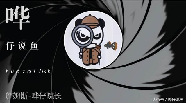 清道夫對龍魚有傷害嗎（清道夫魚對龍魚有什么傷害？）